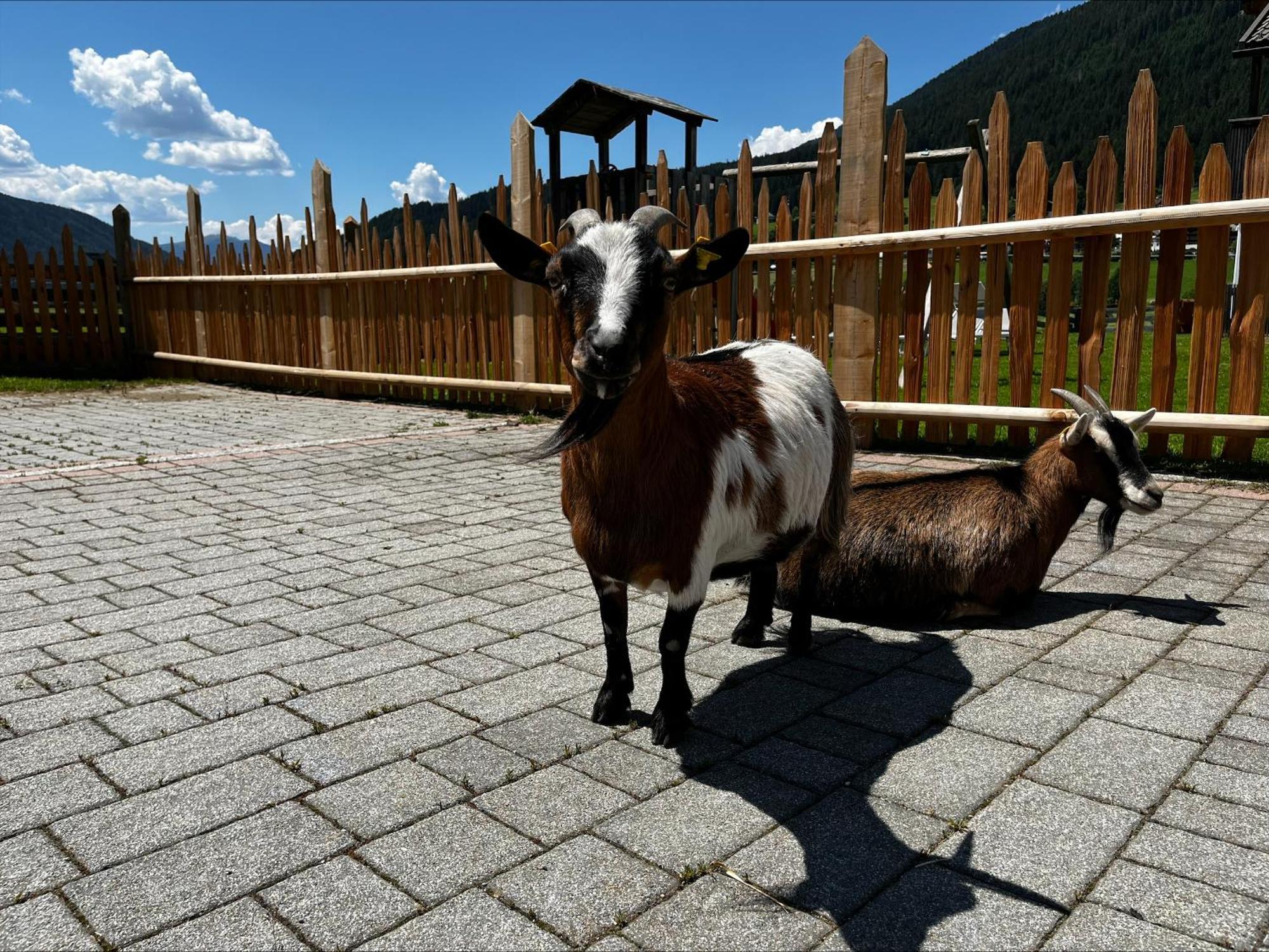 Pichlerhof Apartment Planca di Sopra ภายนอก รูปภาพ